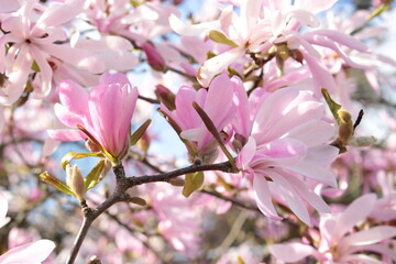 Fototapeta na wymiar Pink star magnolia 