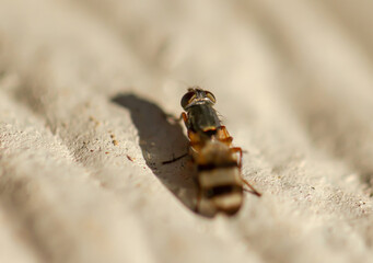 Bee on stone