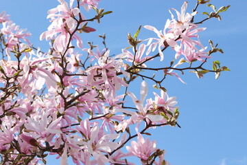 Pink star magnolia 
