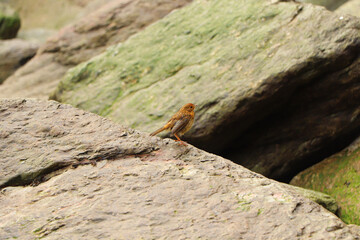 Robin hopping on the rocks by the sea