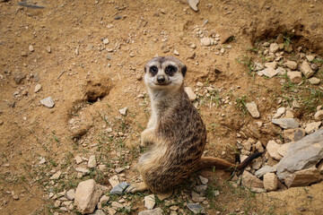 Beautiful and fun animal Meerkat. Suricate is a small mongoose. A smile on his face and a perceptive look Suricata suricatta. What a man. Meerkat sits on the ground and looks into the lens
