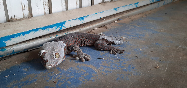 Close up gacko molting on cement floor to get new life.