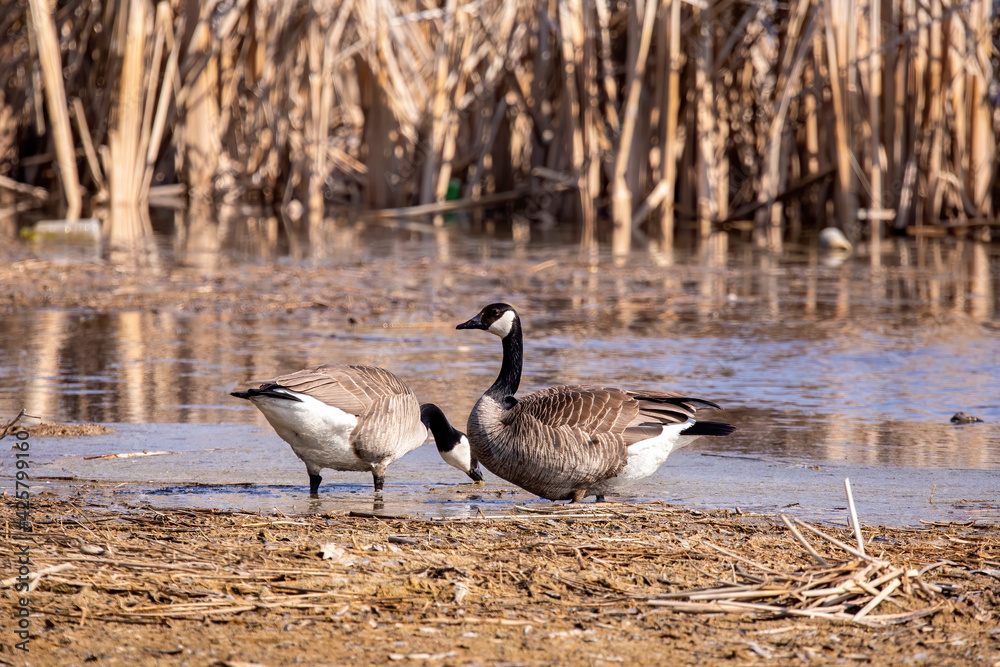 Wall mural The Canada goose (Branta canadensis)  on the river bank