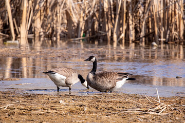 The Canada goose (Branta canadensis)  on the river bank