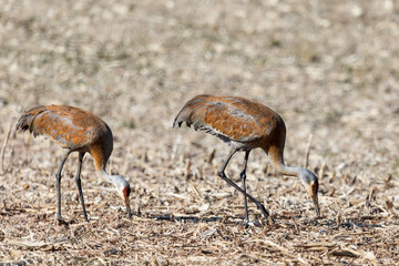The sanhill cranes on the field