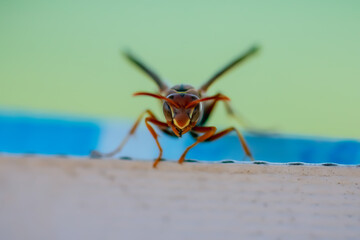 Wasp