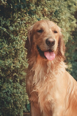 golden retriever portrait