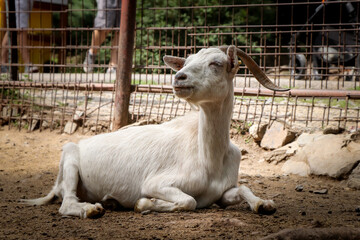 White senior female domestic goat resting on the ground and looking at her relatives with her head. Capra aegagrus hircus in a breakneck position on the abdomen