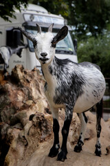 white domestic goat with black stripes stands on a tree and poses for the photographer. Capra aegagrus hircus begs for chips. Candid portrait of a funny goat who doesn't know what to do