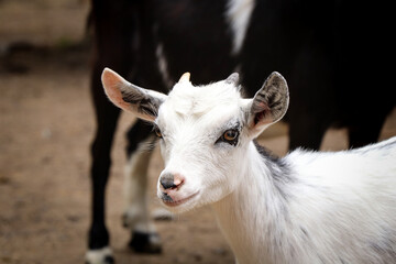 Satisfied expression of a domestic goat. White Capra aegagrus hircus smiling at passersby. Head of a female goat on a farm. Animal for milk, meat, fur. Agriculture