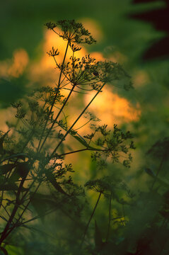 Blurred Abstract Background With Silhouettes Of Umbellifers