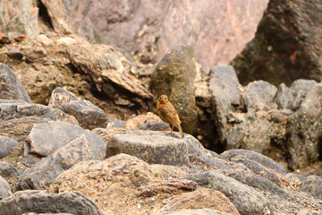 Robin hopping on the rocks by the sea