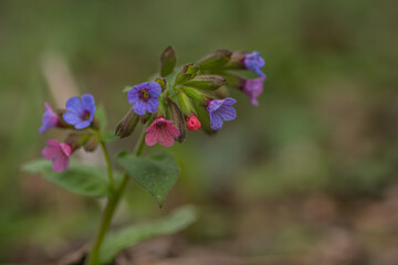 fresh colorful lungwort named lords and ladies