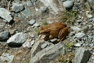 Brown toad on a mountain track in Antrona, Piedmont (Italy)