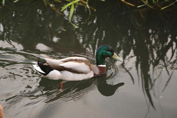 Mallards playing on the water in the river
