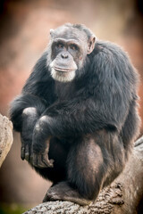 chimpanzee