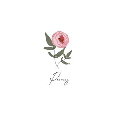 delicate peony branch flower cute hand drawn textures 