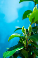 Fototapeta premium 동백나무 새순