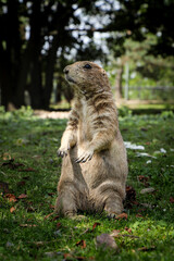 gray rodent standing like a statue on its hind legs defending its territory. Cynomys ludovicianus on guard. Black-tailed prairie dog protects its pack. Food chain link