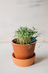 Seedling of cosmos flower in a terracotta pot with selective focus and copy space. Freshly grown green shoots of a colorful garden plant. Indoor gardening lifestyle.