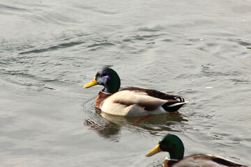 Mallards playing on the water in the river