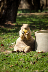 cute Black-tailed prairie dog sits on its butt and holds a piece of fruit in its tapes and eats its snack to gain energy for an afternoon fool. Gray Cynomys ludovicianus bites