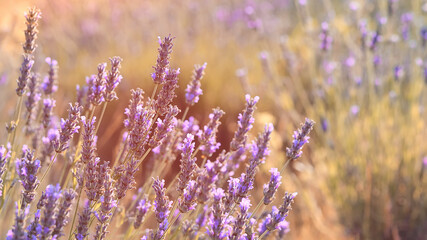 Close-up on mountain lavender on Hvar island in Croatia. Lavender swaying on wind over sunset sky, harvest, aromatherapy, perfume ingredient