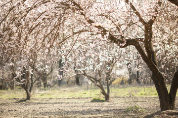 Blooming pink apricot flowers on tree branch