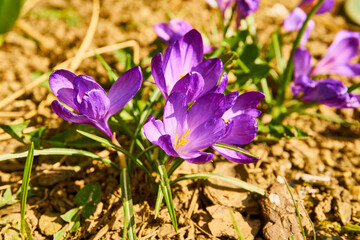 Close up of blooming crocus flowers                               