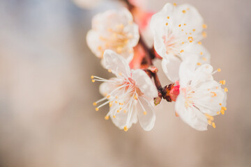 Fototapeta na wymiar Blooming pink apricot flowers on tree branch
