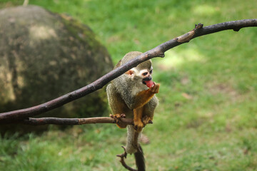 cute young Common squirrel monkey eats a fruit and vitamin bomb in the form of a watermelon. Guianan squirrel monkey sits on a branch and eats a snack