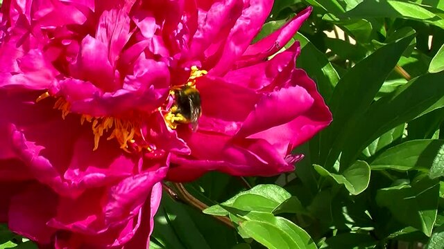 Auf den gelben Bl&uuml;tenf&auml;den einer pinken Pfingstrose krabbelt eine Hummel (Originalton)
