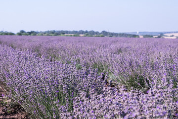 Fototapeta na wymiar Infinite lavender fields, with purple and violet flowers. Closeup
