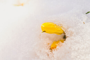 close up of crocus flower in bloom, covered in snow                               