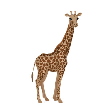 Giraffe, cub animal. Little giraffe with a long neck, tall African beast, vector character on a white background, cartoon cute illustration.