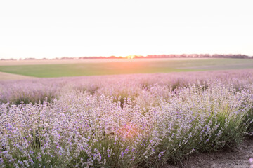 Fototapeta premium Infinite lavender fields, with purple and violet flowers. Closeup