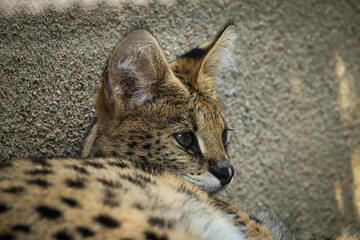 Cute expression of a wild Fishing cat lying by the wall and basking in the sun. fishing cat has a deep yellowish-gray fur with black lines and spots. Prionailurus viverrinus