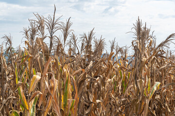 Corn plantation (Zea mays) ready for harvest