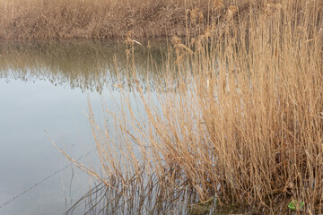 river yellow reed in cloudy weather on the river