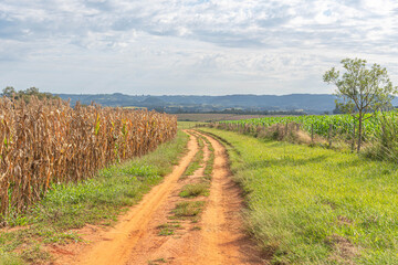 Fototapeta premium Dirt road in farm area next to a cornfield (Zea mays) ready for harvest.