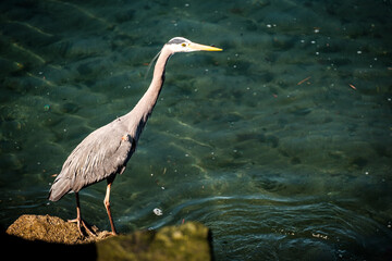A great blue heron hunts for prey on the beach