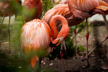 American flamingo scratches its body with its beak and adjusts its feathers. Phoenicopterus ruber bends his neck into incredible positions. Chilean flamingo in the wild