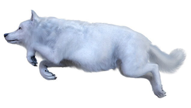 3D Rendering Arctic Wolf on White