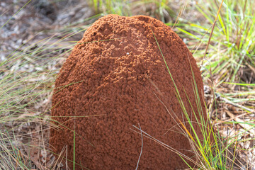 Underground termite colony (Coptotermes gestroi) in the midst of nature. - obrazy, fototapety, plakaty