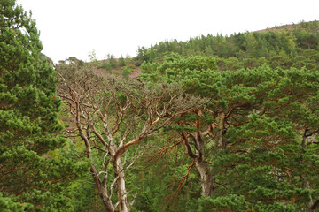 Strolling around the Green Loch in the Cairngorms