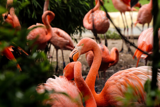 Detail on an American flamingo forming a couple and entwining their necks to examples of their love. Phoenicopterus ruber in close contact with the female. Funny Flamingos