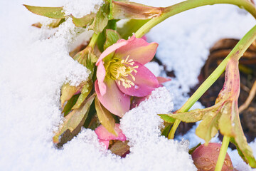 close up of blooming hellebore in snow-covered garden                               