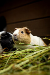 hairy Cavia porcellus has a slightly open mouth and looks at its comrades and grinds at the...