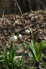 spring snowdrops in snow