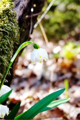 Early springs snowdrops in the forest